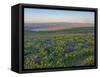 Washington State. Fields of arrowleaf balsamroot and Lupine on the hills above the Columbia River.-Julie Eggers-Framed Stretched Canvas