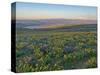 Washington State. Fields of arrowleaf balsamroot and Lupine on the hills above the Columbia River.-Julie Eggers-Stretched Canvas