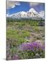 Washington State, Gifford Pinchot NF. Mount Saint Helens Landscape-Steve Terrill-Mounted Photographic Print