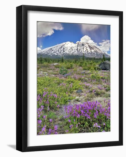 Washington State, Gifford Pinchot NF. Mount Saint Helens Landscape-Steve Terrill-Framed Photographic Print