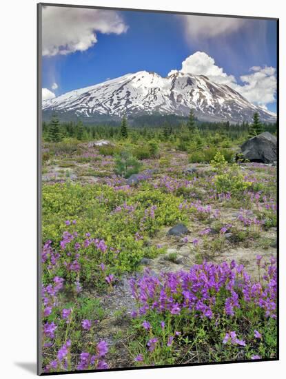 Washington State, Gifford Pinchot NF. Mount Saint Helens Landscape-Steve Terrill-Mounted Photographic Print