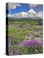 Washington State, Gifford Pinchot NF. Mount Saint Helens Landscape-Steve Terrill-Stretched Canvas