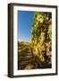 Washington State, Lake Chelan. Riesling Grape Cluster-Richard Duval-Framed Photographic Print