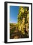 Washington State, Lake Chelan. Riesling Grape Cluster-Richard Duval-Framed Photographic Print