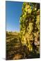 Washington State, Lake Chelan. Riesling Grape Cluster-Richard Duval-Mounted Photographic Print