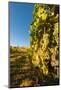 Washington State, Lake Chelan. Riesling Grape Cluster-Richard Duval-Mounted Photographic Print