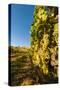 Washington State, Lake Chelan. Riesling Grape Cluster-Richard Duval-Stretched Canvas
