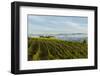 Washington State, Lake Chelan. Vineyard-Richard Duval-Framed Photographic Print