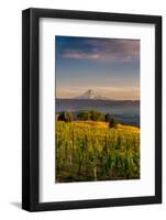 Washington State, Lyle. Mt. Hood Seen from a Vineyard Along the Columbia River Gorge-Richard Duval-Framed Photographic Print