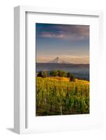 Washington State, Lyle. Mt. Hood Seen from a Vineyard Along the Columbia River Gorge-Richard Duval-Framed Photographic Print