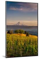 Washington State, Lyle. Mt. Hood Seen from a Vineyard Along the Columbia River Gorge-Richard Duval-Mounted Photographic Print