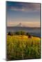 Washington State, Lyle. Mt. Hood Seen from a Vineyard Along the Columbia River Gorge-Richard Duval-Mounted Photographic Print