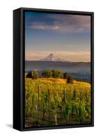 Washington State, Lyle. Mt. Hood Seen from a Vineyard Along the Columbia River Gorge-Richard Duval-Framed Stretched Canvas