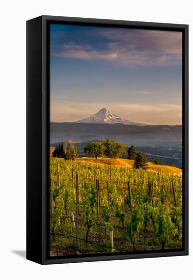 Washington State, Lyle. Mt. Hood Seen from a Vineyard Along the Columbia River Gorge-Richard Duval-Framed Stretched Canvas