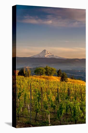 Washington State, Lyle. Mt. Hood Seen from a Vineyard Along the Columbia River Gorge-Richard Duval-Stretched Canvas