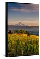 Washington State, Lyle. Mt. Hood Seen from a Vineyard Along the Columbia River Gorge-Richard Duval-Framed Stretched Canvas