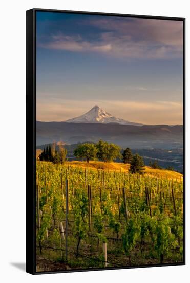 Washington State, Lyle. Mt. Hood Seen from a Vineyard Along the Columbia River Gorge-Richard Duval-Framed Stretched Canvas