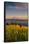 Washington State, Lyle. Mt. Hood Seen from a Vineyard Along the Columbia River Gorge-Richard Duval-Framed Stretched Canvas