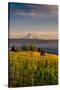 Washington State, Lyle. Mt. Hood Seen from a Vineyard Along the Columbia River Gorge-Richard Duval-Stretched Canvas