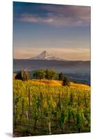 Washington State, Lyle. Mt. Hood Seen from a Vineyard Along the Columbia River Gorge-Richard Duval-Mounted Premium Photographic Print