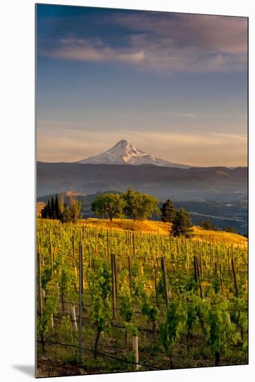 Washington State, Lyle. Mt. Hood Seen from a Vineyard Along the Columbia River Gorge-Richard Duval-Mounted Premium Photographic Print