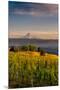 Washington State, Lyle. Mt. Hood Seen from a Vineyard Along the Columbia River Gorge-Richard Duval-Mounted Premium Photographic Print