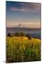 Washington State, Lyle. Mt. Hood Seen from a Vineyard Along the Columbia River Gorge-Richard Duval-Mounted Photographic Print