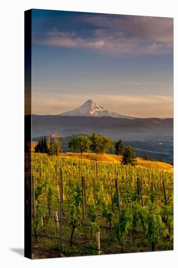 Washington State, Lyle. Mt. Hood Seen from a Vineyard Along the Columbia River Gorge-Richard Duval-Stretched Canvas