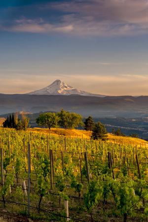 https://imgc.allpostersimages.com/img/posters/washington-state-lyle-mt-hood-seen-from-a-vineyard-along-the-columbia-river-gorge_u-L-Q13AM6E0.jpg?artPerspective=n