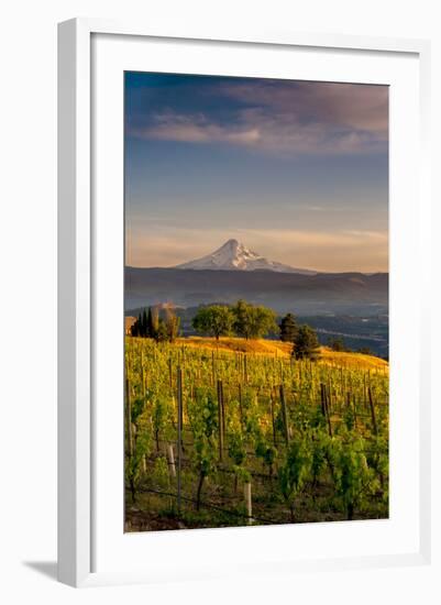 Washington State, Lyle. Mt. Hood Seen from a Vineyard Along the Columbia River Gorge-Richard Duval-Framed Photographic Print