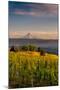 Washington State, Lyle. Mt. Hood Seen from a Vineyard Along the Columbia River Gorge-Richard Duval-Mounted Photographic Print