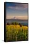 Washington State, Lyle. Mt. Hood Seen from a Vineyard Along the Columbia River Gorge-Richard Duval-Framed Stretched Canvas