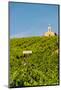 Washington State, Mabton. Malbec Grapes-Richard Duval-Mounted Photographic Print