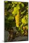 Washington State, Mabton. Viognier Grapes-Richard Duval-Mounted Photographic Print