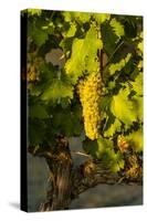 Washington State, Mabton. Viognier Grapes-Richard Duval-Stretched Canvas