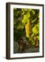 Washington State, Mabton. Viognier Grapes-Richard Duval-Framed Photographic Print