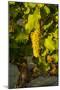 Washington State, Mabton. Viognier Grapes-Richard Duval-Mounted Photographic Print