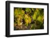 Washington State, Mabton. Viognier Grapes-Richard Duval-Framed Photographic Print