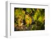 Washington State, Mabton. Viognier Grapes-Richard Duval-Framed Photographic Print