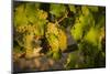 Washington State, Mabton. Viognier Grapes-Richard Duval-Mounted Photographic Print