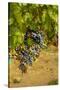 Washington State, Mattawa. Cabernet Franc Grapes-Richard Duval-Stretched Canvas