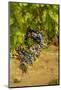 Washington State, Mattawa. Cabernet Franc Grapes-Richard Duval-Mounted Photographic Print