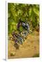 Washington State, Mattawa. Cabernet Franc Grapes-Richard Duval-Framed Photographic Print