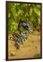 Washington State, Mattawa. Cabernet Franc Grapes-Richard Duval-Framed Photographic Print