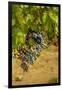 Washington State, Mattawa. Cabernet Franc Grapes-Richard Duval-Framed Photographic Print