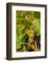 Washington State, Mattawa. Cabernet Franc Grapes-Richard Duval-Framed Photographic Print