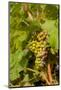 Washington State, Mattawa. Cabernet Franc Grapes-Richard Duval-Mounted Photographic Print