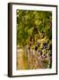 Washington State, Mattawa. Cabernet Franc Grapes-Richard Duval-Framed Photographic Print