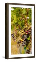 Washington State, Mattawa. Cabernet Franc Grapes-Richard Duval-Framed Photographic Print