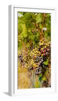 Washington State, Mattawa. Cabernet Franc Grapes-Richard Duval-Framed Photographic Print